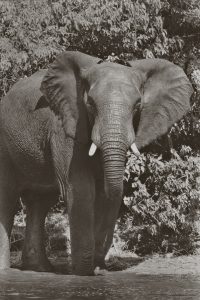 elephant PP 4x6 300dpi