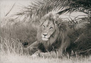 lion PP 1024