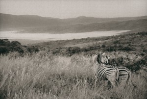 zebras PP 1024